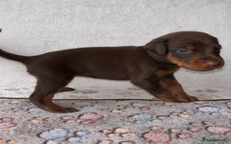 Dobermann dogs for sale: Doberman Puppies For Sale  - Image 5