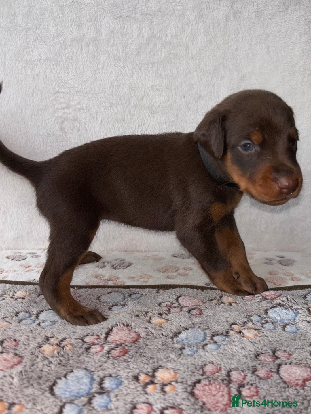 Dobermann dogs for sale: Doberman Puppies For Sale  - Image 5