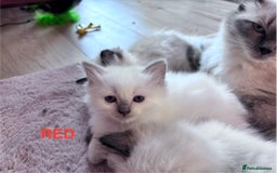 Ragdoll cats for sale: 🥰 Beautiful Radoll Kittens 😍 - Image 9