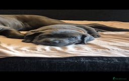 Cane Corso dogs for sale: Beautiful Blue Cane Corso Puppies - Image 19