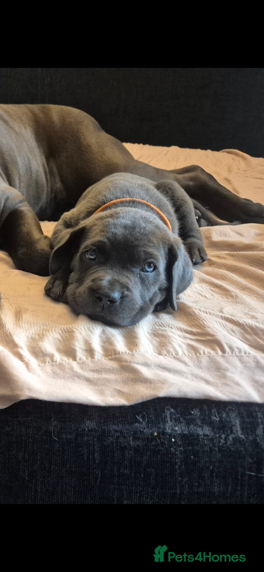 Cane Corso dogs for sale: Beautiful Blue Cane Corso Puppies - Image 19