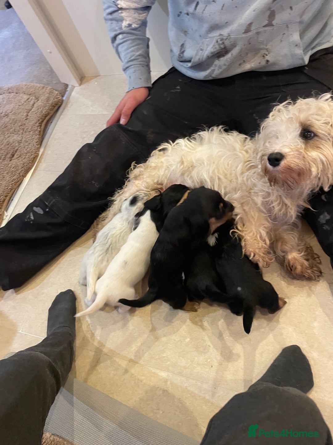Mixed Breed dogs for sale: Sealyham terrier cross jack russel terrier  - Advert 22