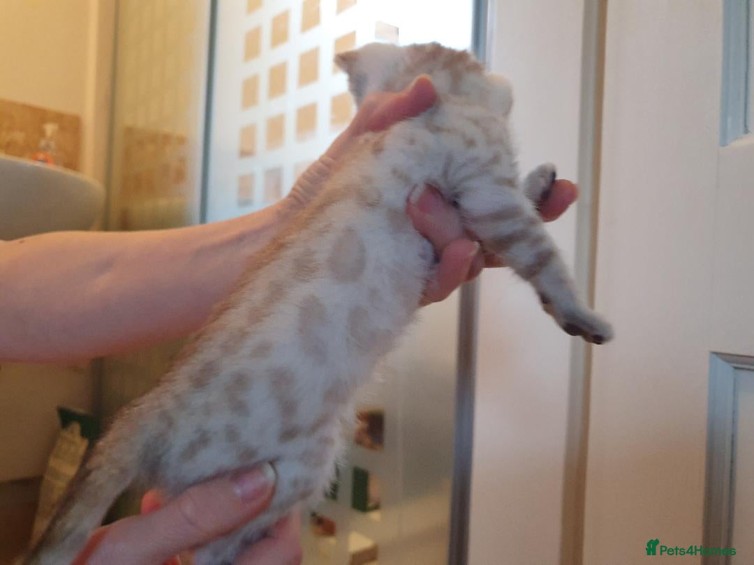 Bengal cats for sale: Pure Bengal kittens for sale - Image 5