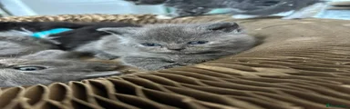 Scottish Fold 6
