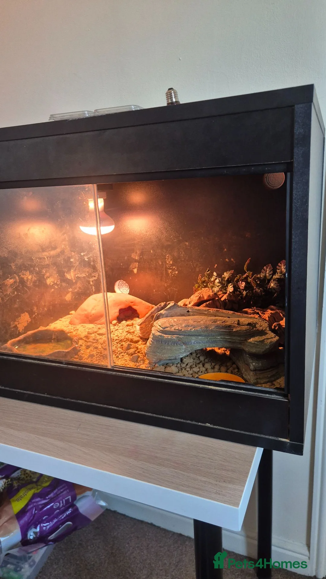 Leopard Gecko reptiles for sale: Leopard Gheko and Terrarium  in Manchester - Advert 3
