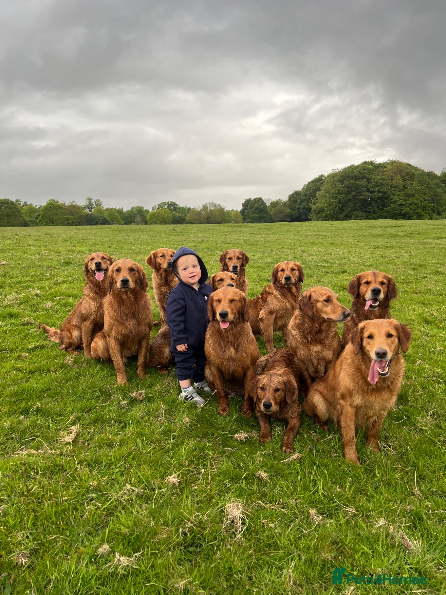 Golden Retriever dogs for sale: Tundra Retriever KC Fox Red Golden Retriever Pups - Advert 12