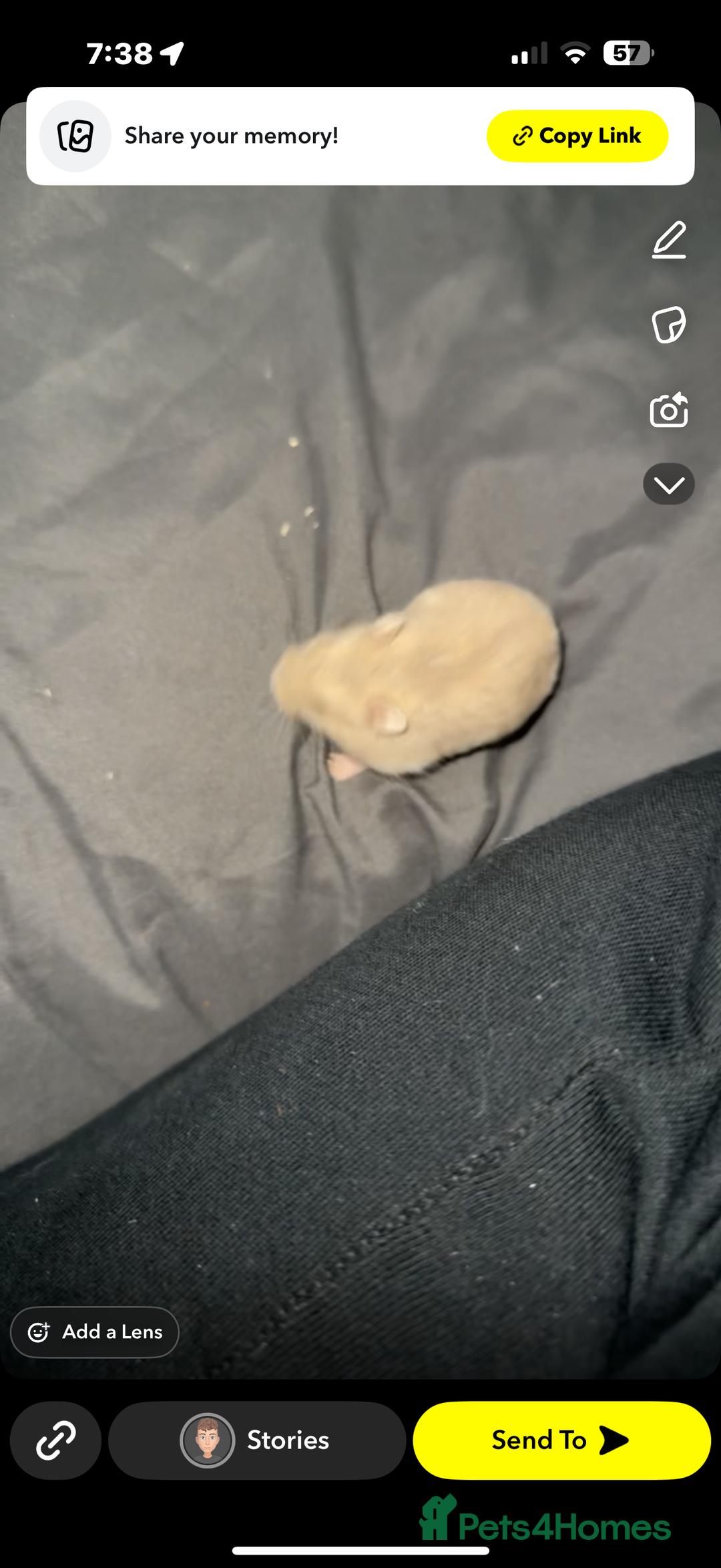 Hamster rodents for sale: Dwarf hamster - Image 4