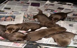 Labrador Retriever dogs for sale: Beautiful kc working type chocolate lab pups  - Image 9