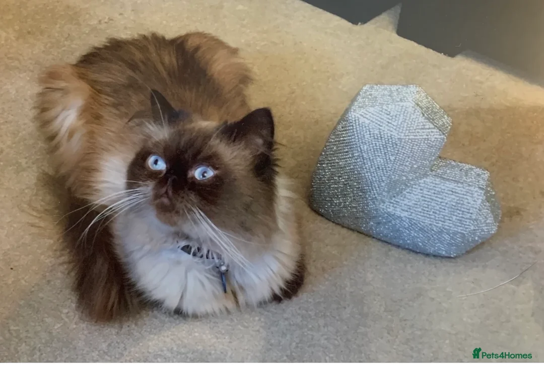 Persian cats for stud: For stud  - Advert 1