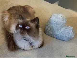 Persian cats For stud - Advert 7