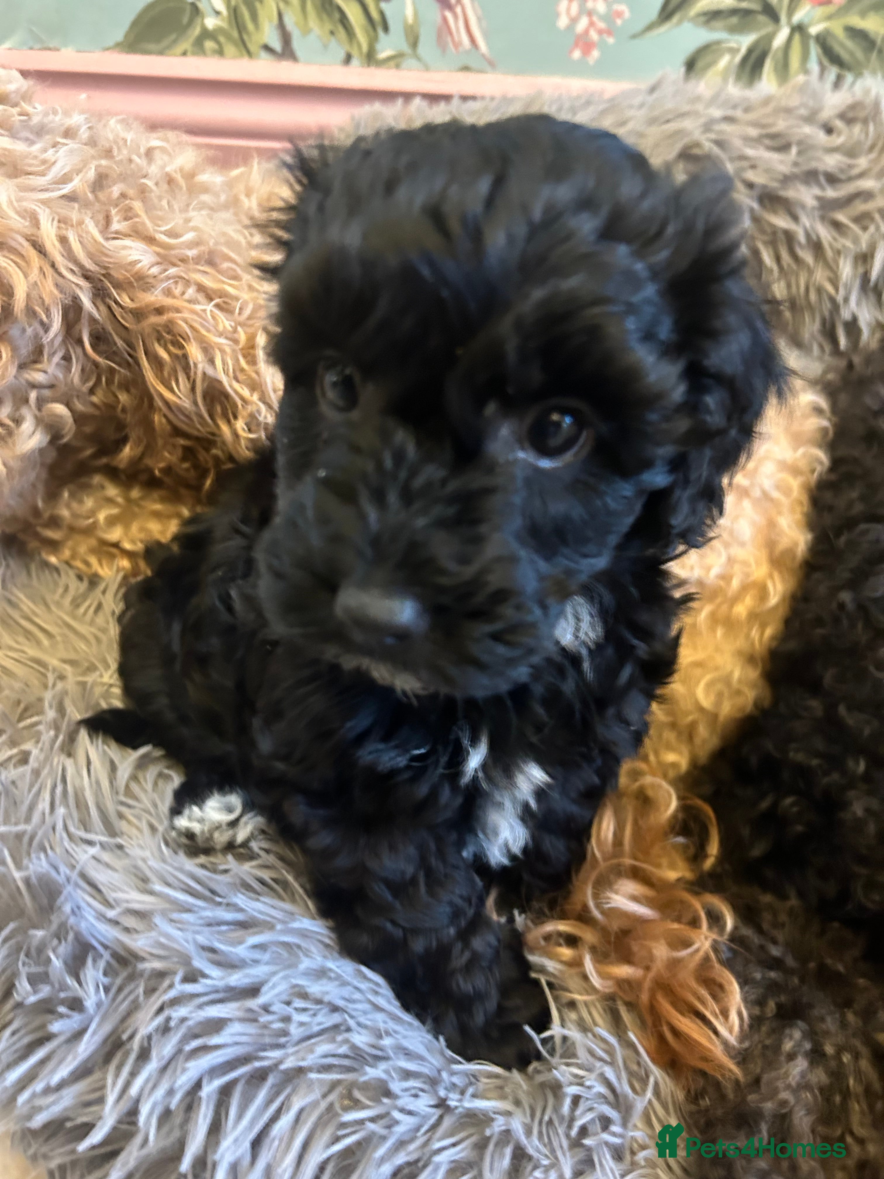 Toy Poodle dogs Beautiful Toy poodle girls fluffy & small - Advert 8