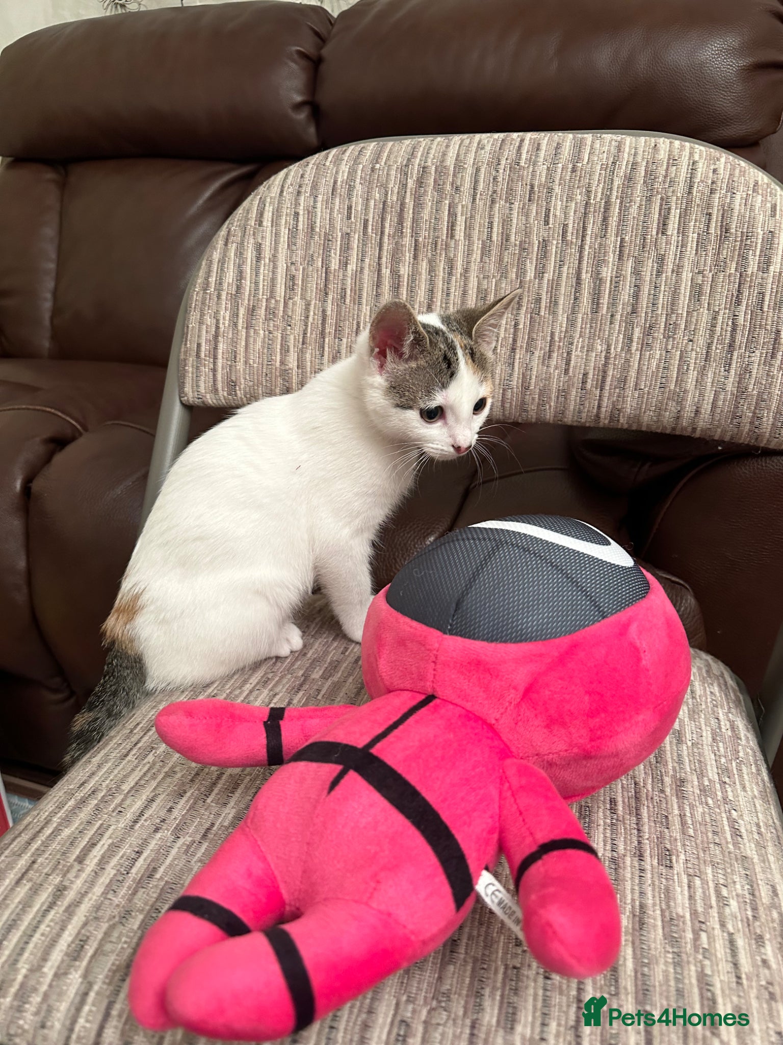 Turkish Van cats Kittens for sale  - Advert 1