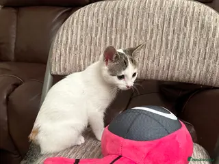 Turkish Van cats Kittens for sale - Advert 1