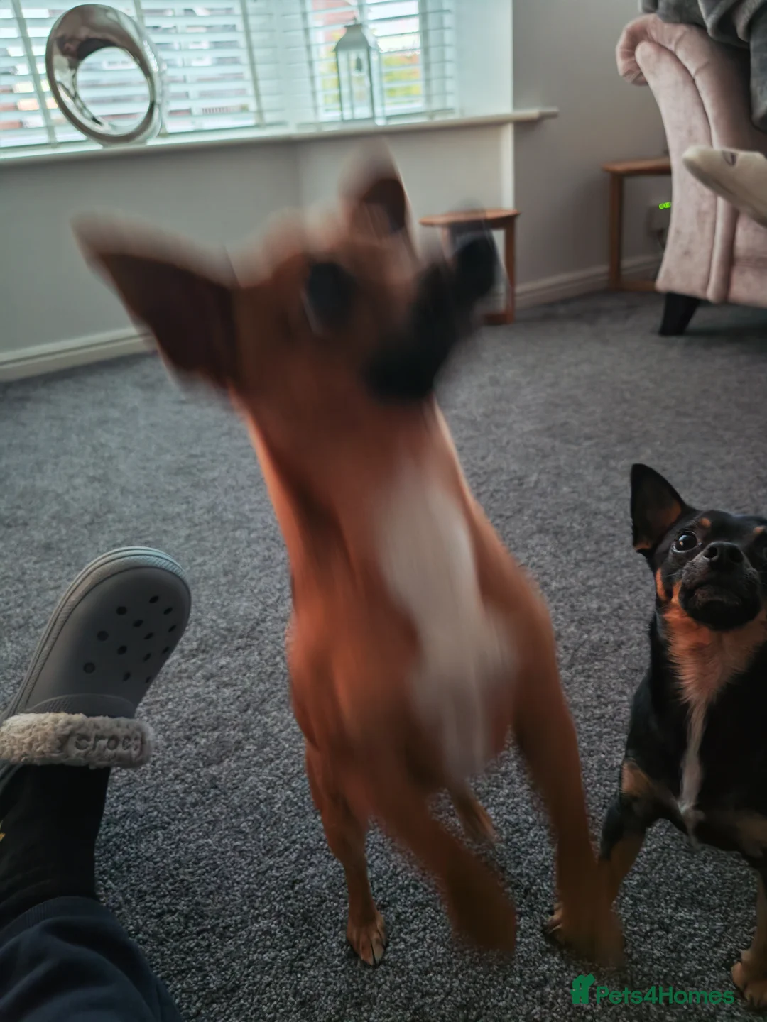 Chihuahua dogs for sale: 2 beautiful boys  - Advert 2