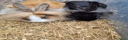 Lionhead rabbits for sale: 2 Young lionhead does for sale £50 each  in Manchester - Advert 1