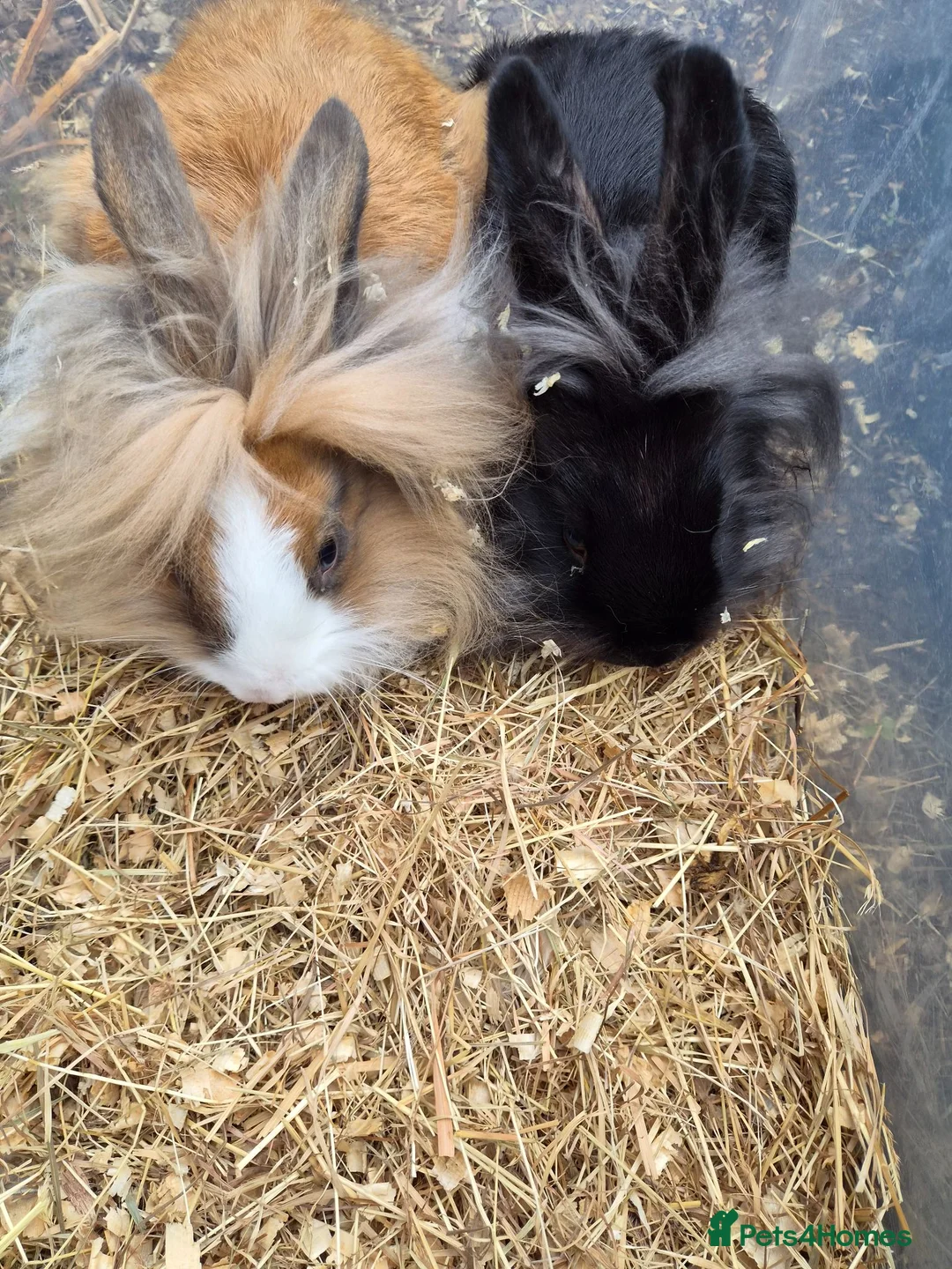 Lionhead rabbits for sale: 2 Young lionhead does for sale £50 each  in Manchester - Advert 1