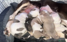 Mixed Breed dogs for sale: 4 beautiful olde English bulldog/ American bulldog - Advert 26