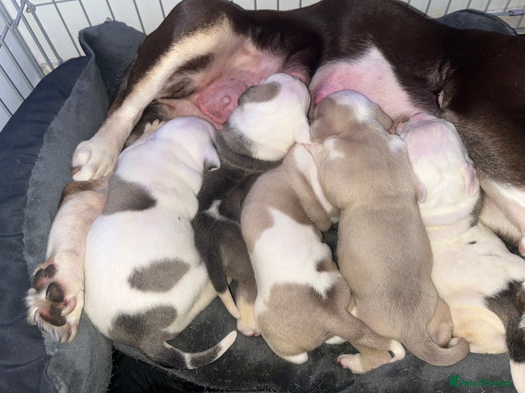 Mixed Breed dogs for sale: 4 beautiful olde English bulldog/ American bulldog - Advert 26
