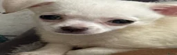Mixed Breed dogs for sale: Maltese x chihuahua  - Advert 3