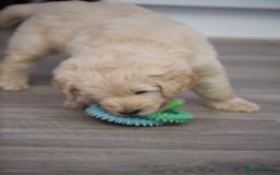 Goldendoodle dogs for sale: Only 2 left of Mela's Marvels F1Bs - Image 8
