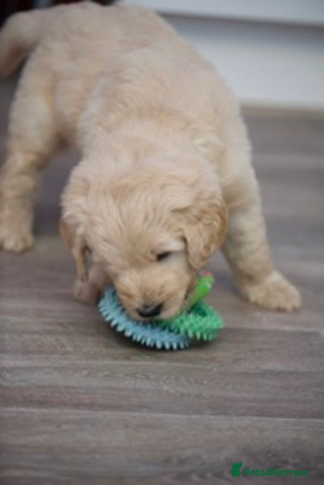 Goldendoodle dogs for sale: Only 2 left of Mela's Marvels F1Bs - Image 8