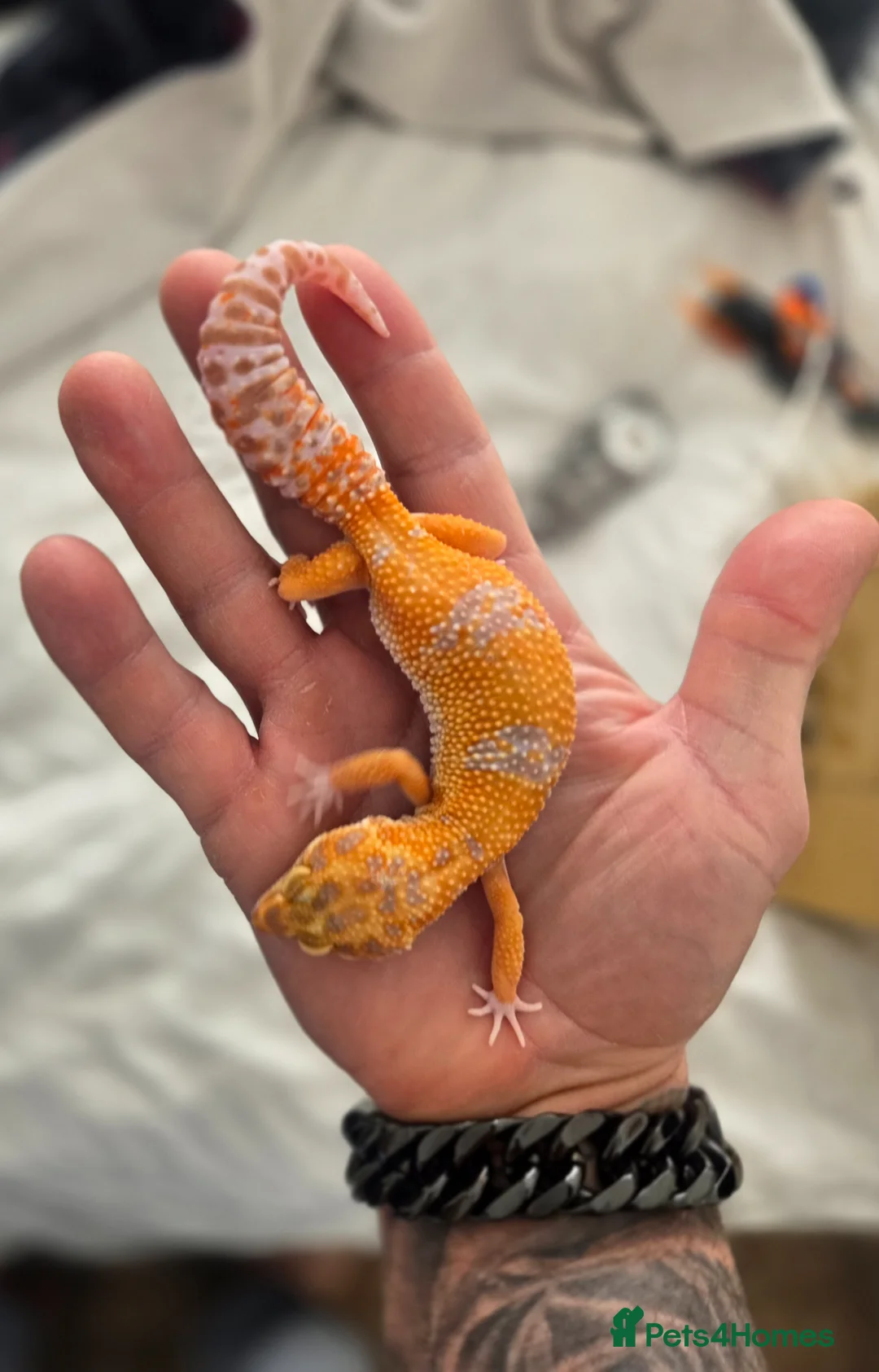 Leopard Gecko reptiles for sale: 2 x leopard geckos for sale  - Advert 1