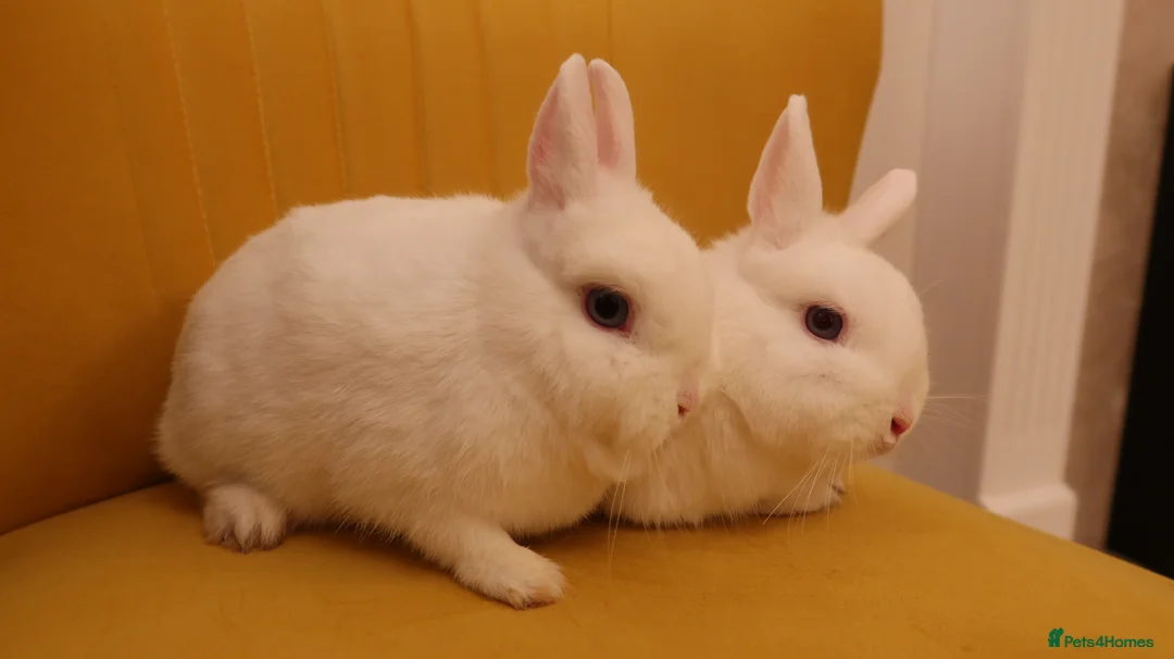 Netherland Dwarf rabbits for sale: BEW Netherland Dwarf Pair - Advert 1