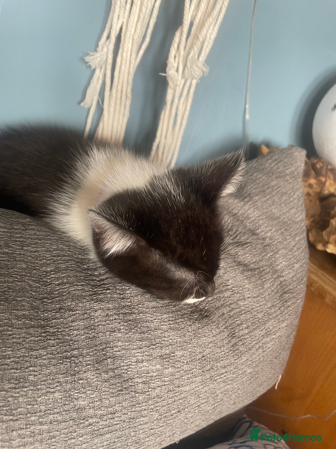 British Shorthair cats for sale: 2 kittens male black & white. Female black £100  - Image 5