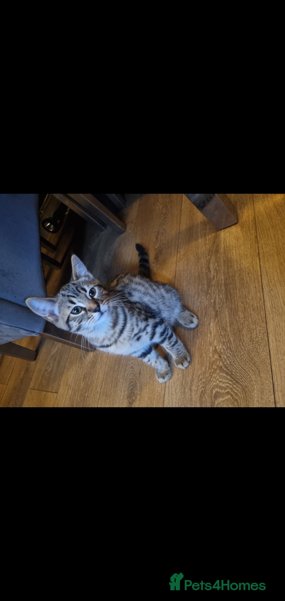 Mixed Breed cats for sale: BLUE BENGAL RUSSIAN BLUE NORWEGIAN FOREST GIRL - Advert 1