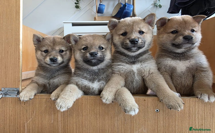 Japanese Shiba Inu dogs - Advert 5