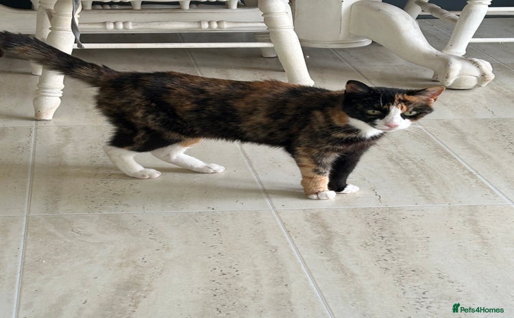 Domestic Shorthair cats - Advert 1