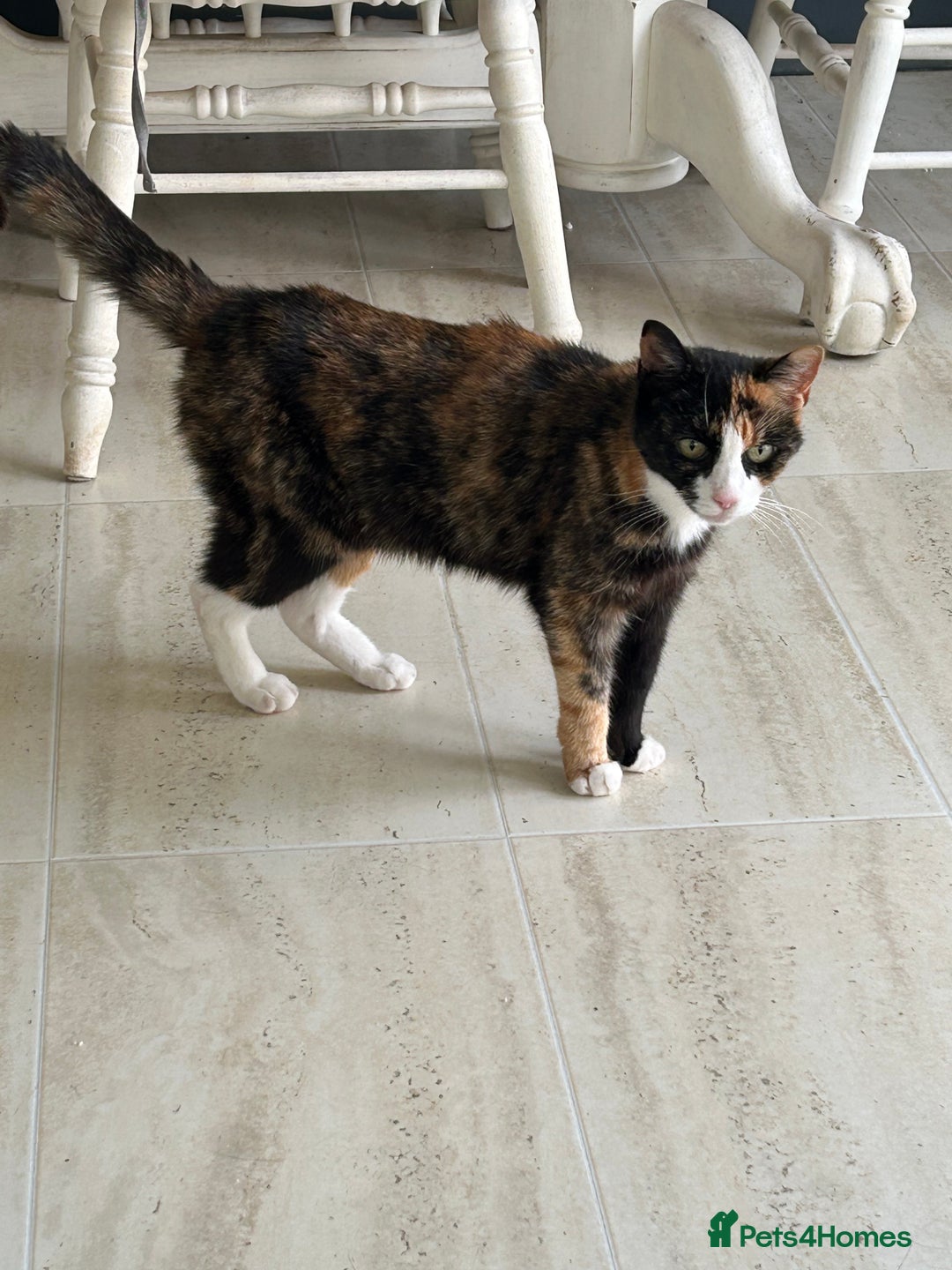 Domestic Shorthair cats for sale: Cat looking for a new home  - Image 1