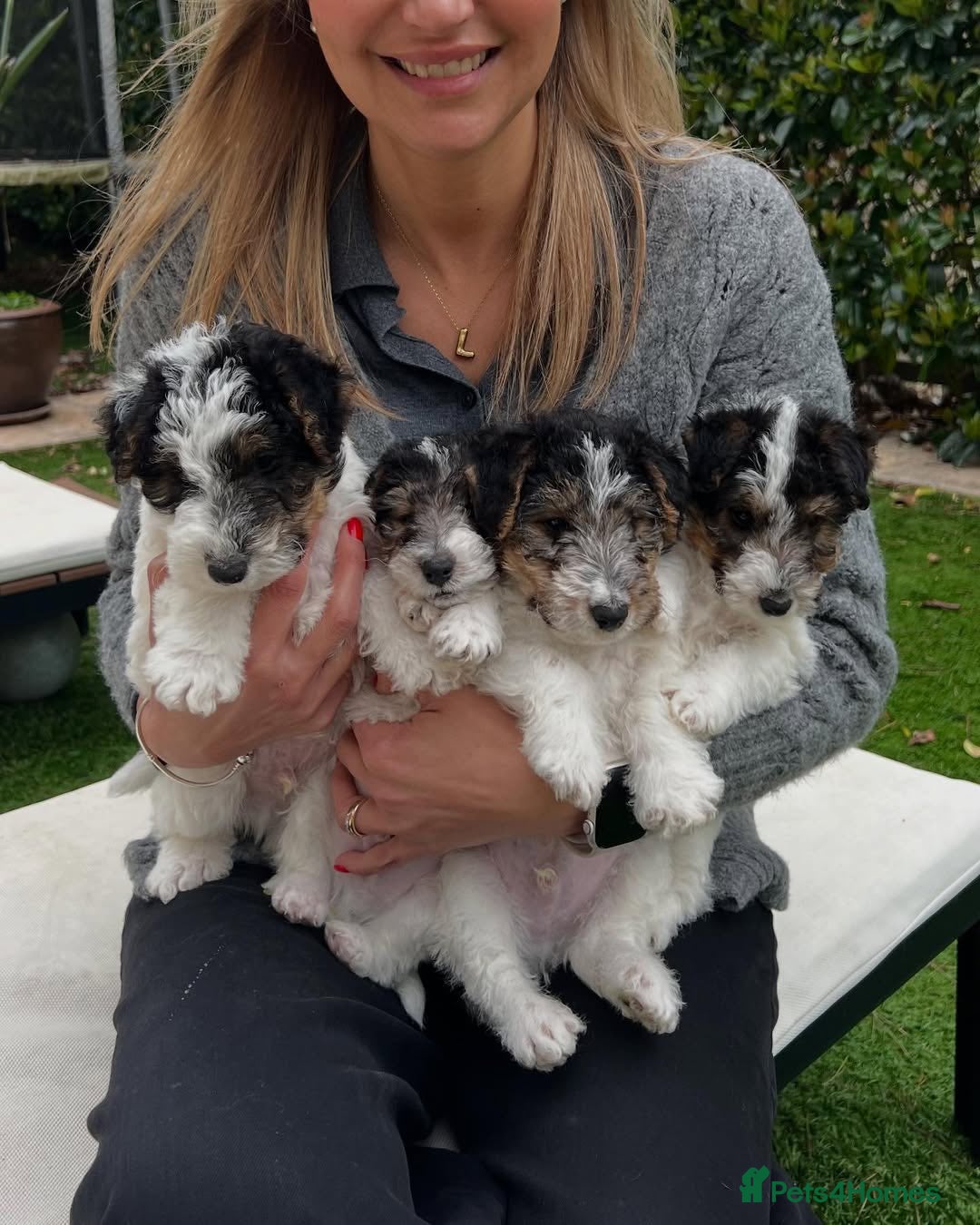 Fox Terrier dogs for sale: Adorable Wire Fox Terrier Puppies for Sale! - Image 1