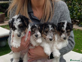 Fox Terrier dogs for sale - Advert 1