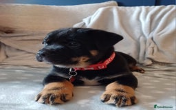 Rottweiler dogs for stud: Rottweiler cross for stud - Image 4