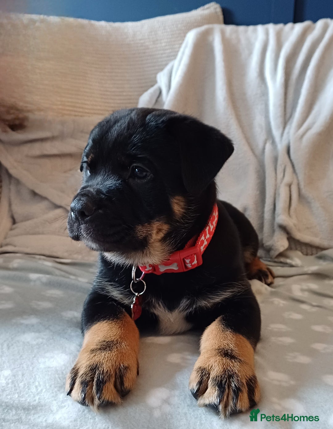 Rottweiler dogs for stud: Rottweiler cross for stud - Image 4