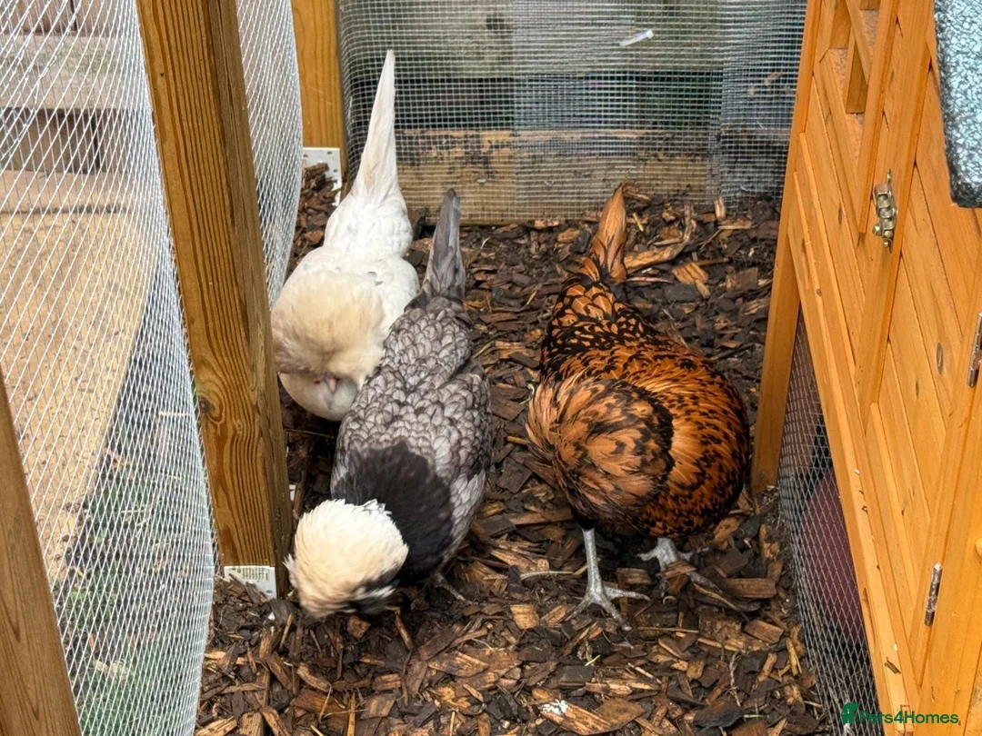 Chickens poultry for sale: Polish Bantams x3 laying in Sutton-in-Ashfield - Advert 3