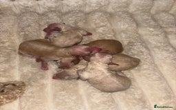 Miniature Poodle dogs for sale: Miniature poodles for sale  - Image 2