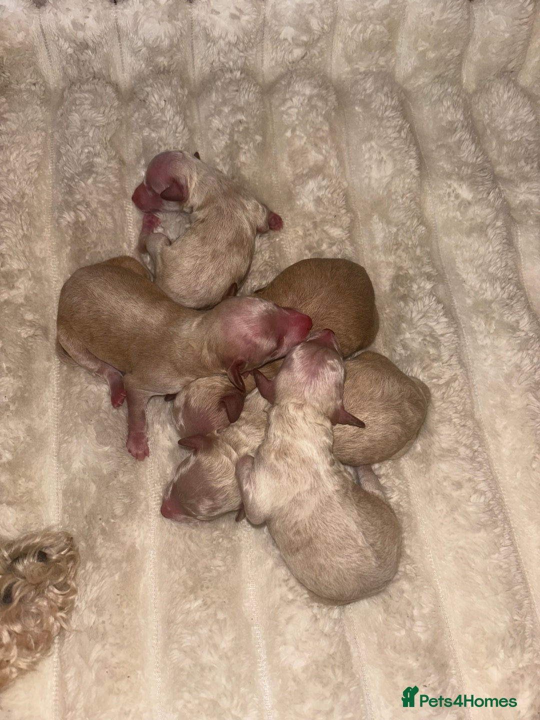 Miniature Poodle dogs for sale: Miniature poodles for sale  - Image 2