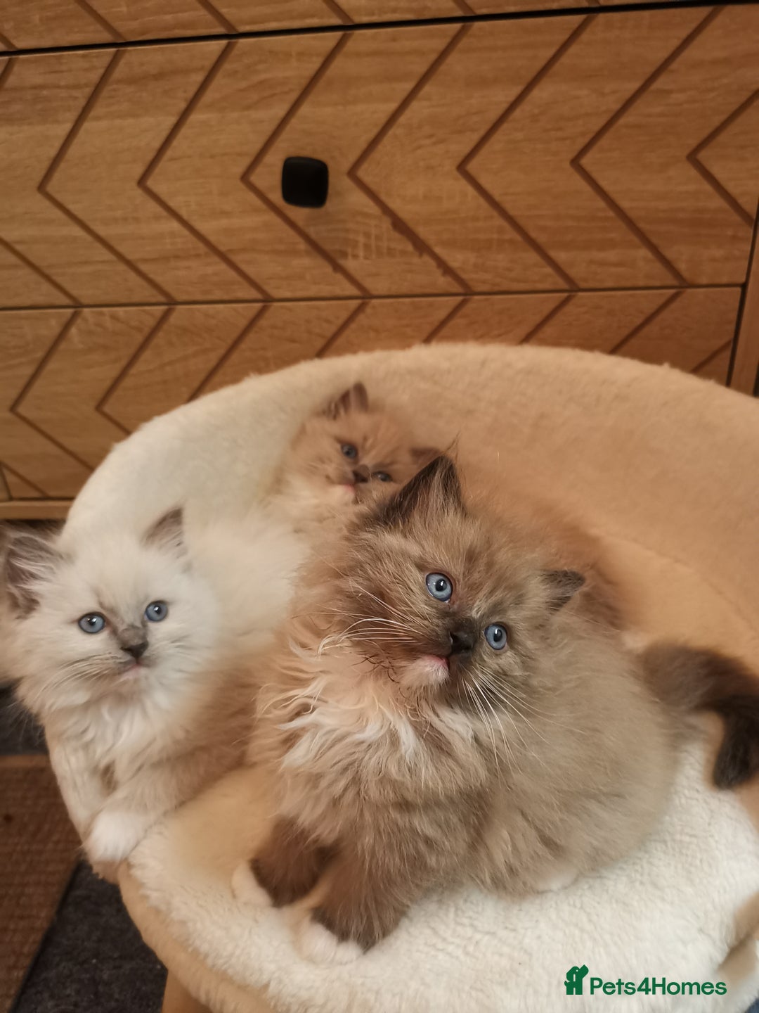 Ragdoll cats for sale: Stunning TICA Ragdoll Kittens - Mink, Sepia,  - Advert 5