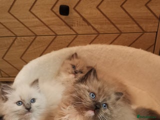 Ragdoll cats Stunning TICA Ragdoll Kittens - Mink, Sepia, - Advert 8