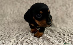 Dachshund dogs for sale: Sausage dachshund puppies  - Image 13