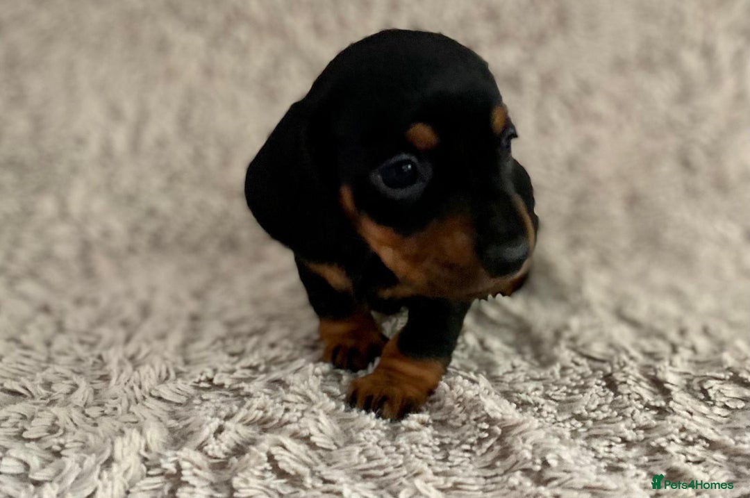 Dachshund dogs for sale: Sausage dachshund puppies  - Image 13