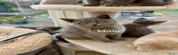 British Shorthair cats for sale: Tortieshell & Cream BSH kittens ready to leave now - Advert 25