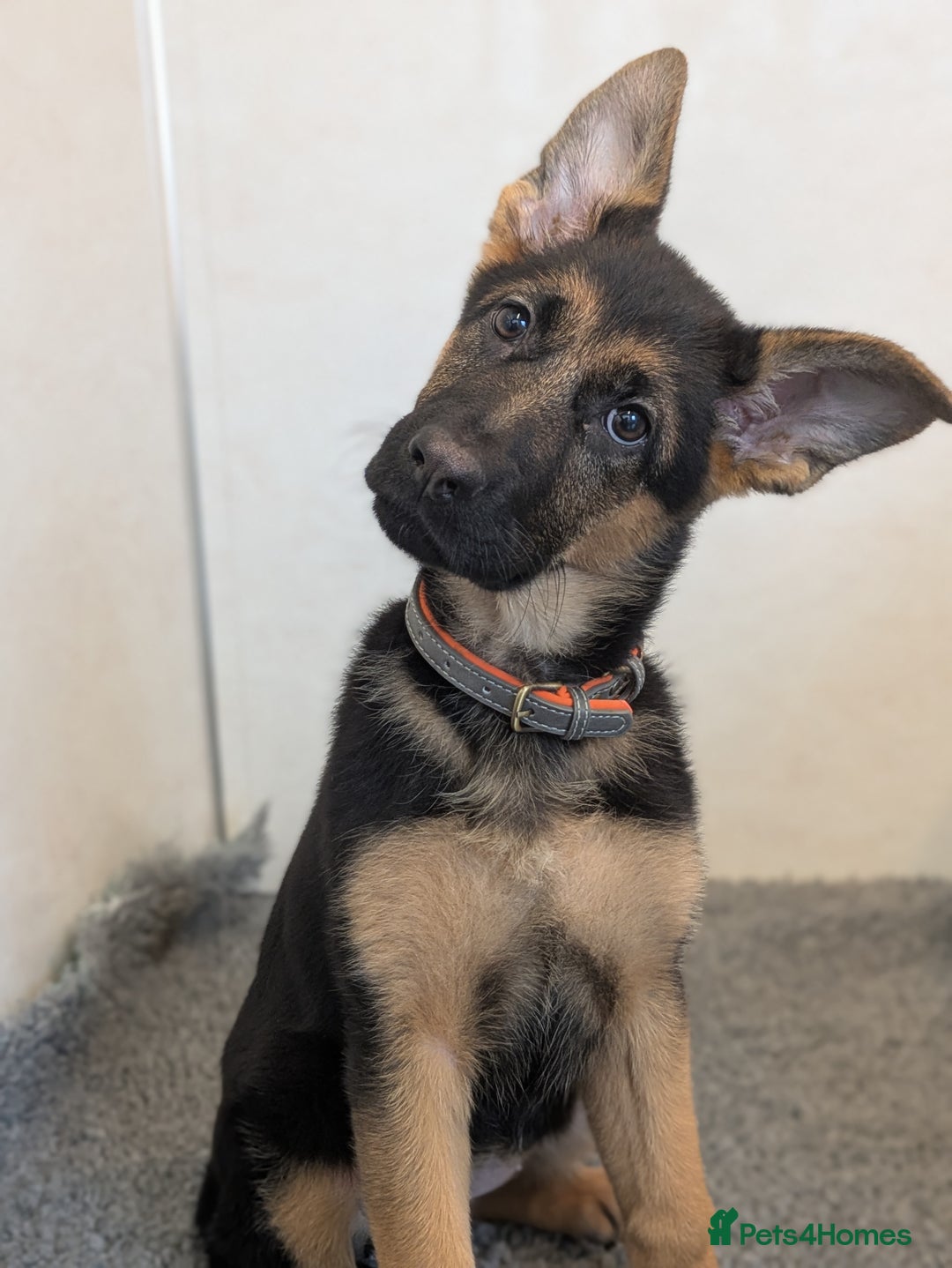 German Shepherd dogs for sale: KC Champion bloodline, Health tested, Female Puppy - Advert 1