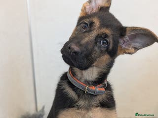 German Shepherd dogs KC Champion bloodline, Health tested, Female Puppy - Advert 2