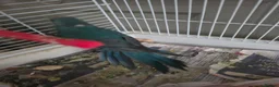 Mixed Breed birds for sale: Kakariki/ love birds  - Advert 4