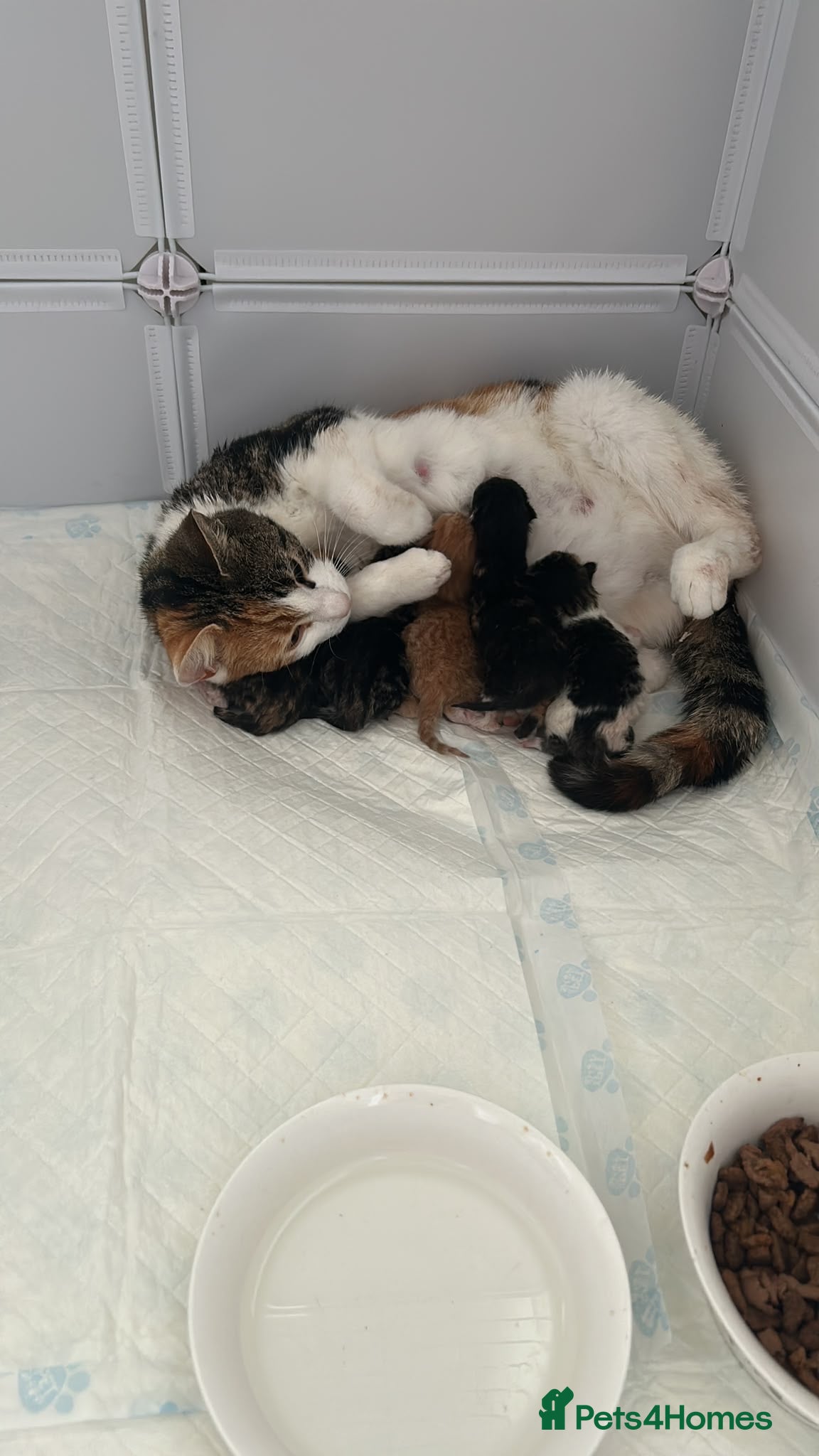 Mixed Breed cats Female kittens  - Advert 1