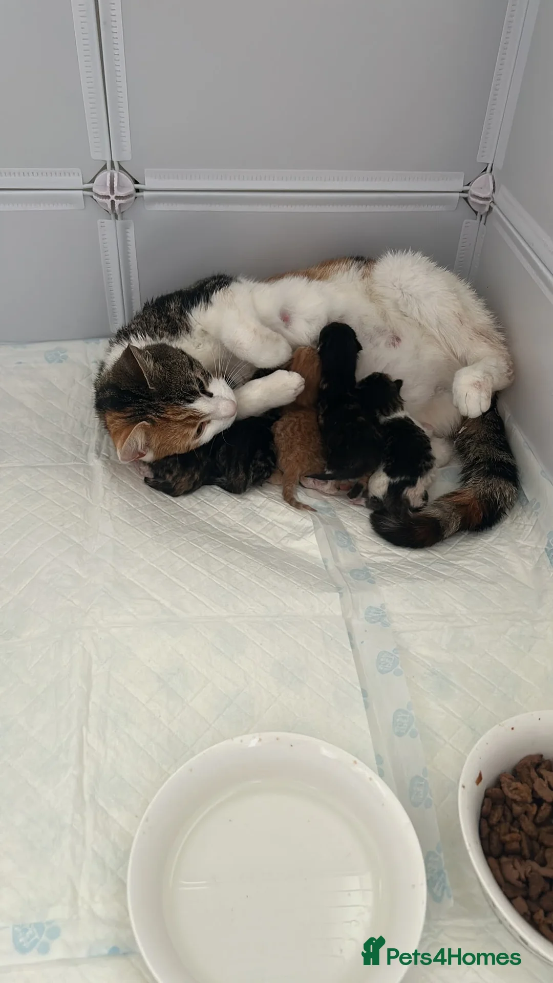 Mixed Breed cats for sale: Female kittens  in Mablethorpe - Advert 1
