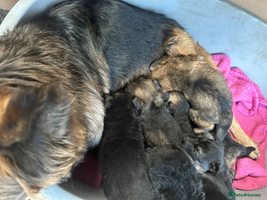 German Shepherd dogs for sale: German Shepherds straight back  - Advert 5